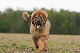 DOGUE DU TIBET 791